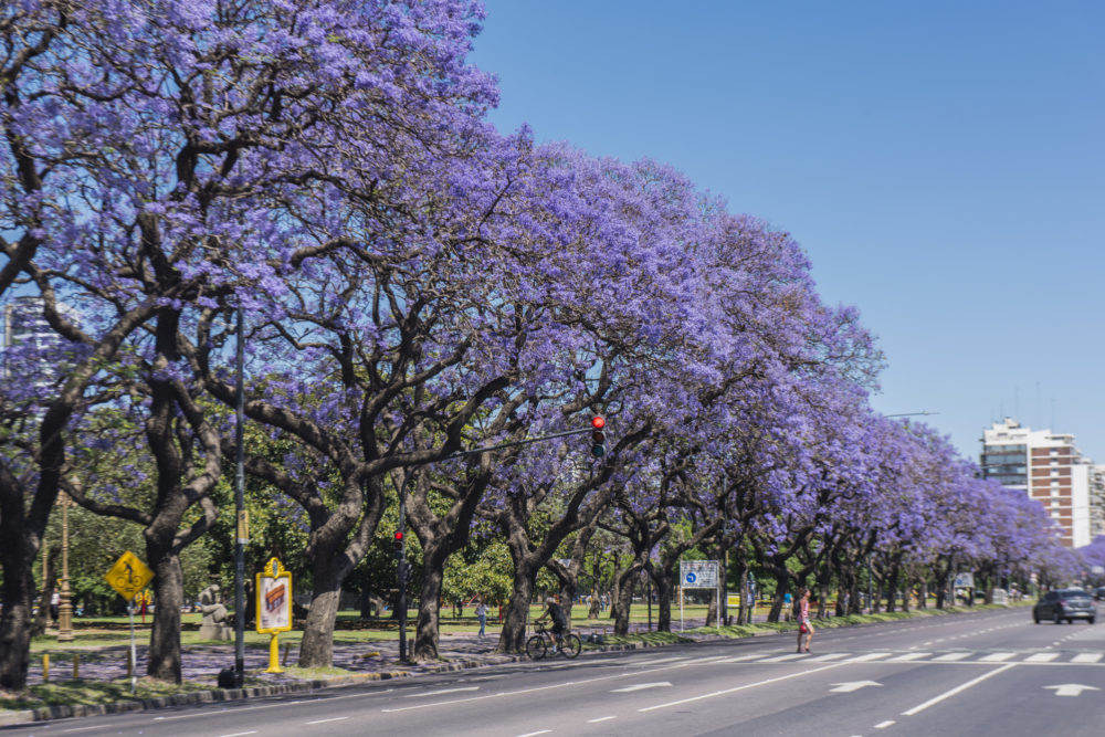 Vivo en la zona azul porteña y estos son algunos de sus encantos para alargar la vida