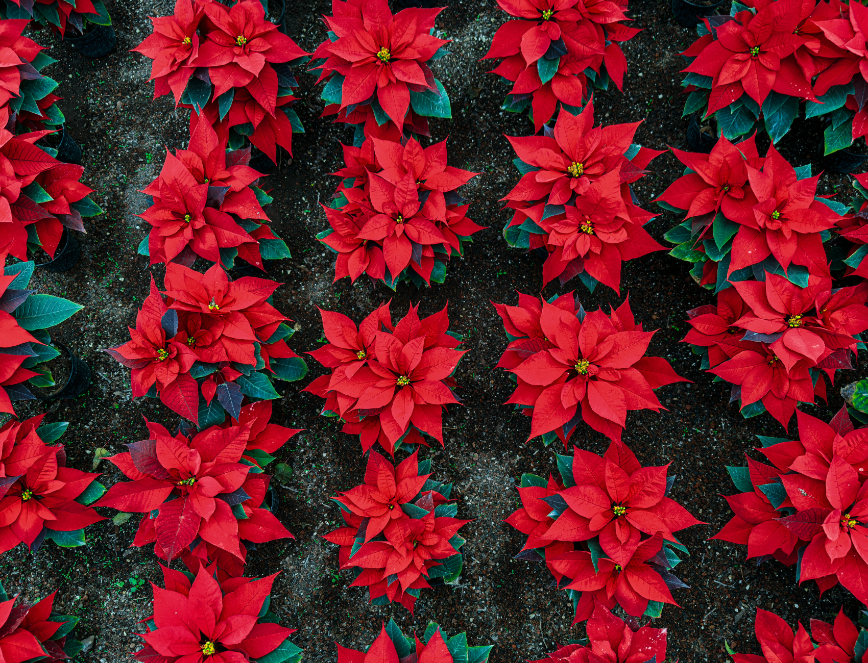 ¿Cómo se festeja la Navidad en México? 