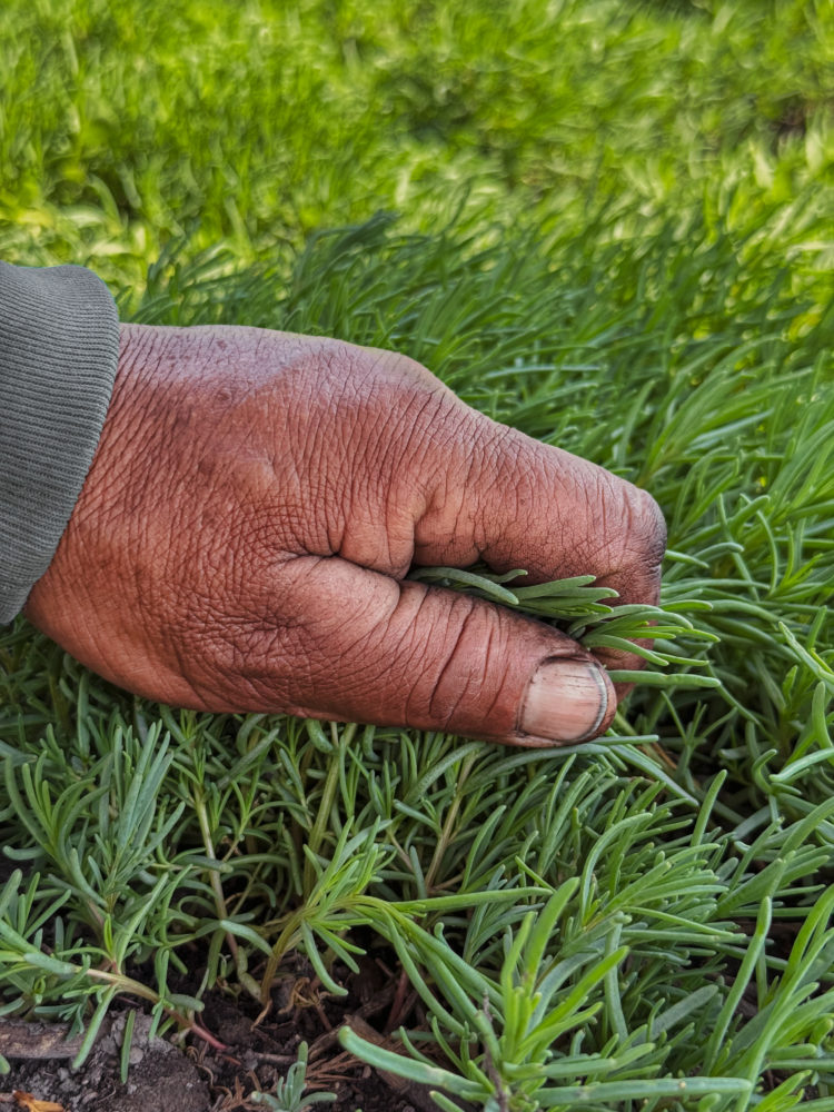 romeritos-en-parcela-xochimilco-750x1000 - ¿Cómo se festeja la Navidad en México? 