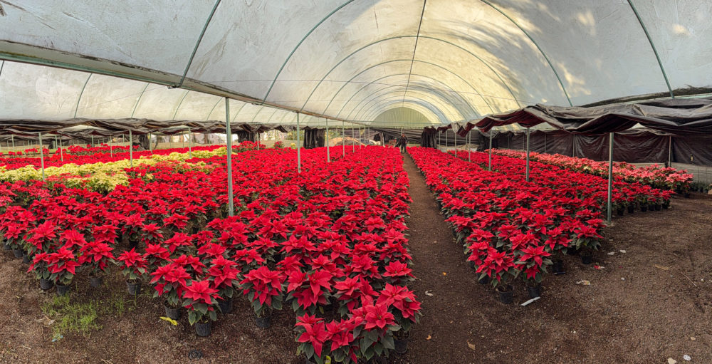 viver-nochebuenas-1000x511 - ¿Cómo se festeja la Navidad en México? 