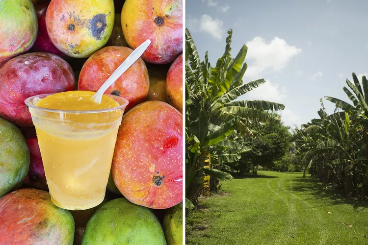 Fruit-Spice-Park-1 - Este dulce paraíso de frutas tropicales en Florida está a solo una hora de Miami