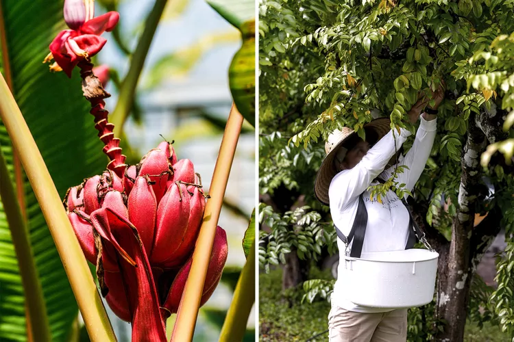 Este dulce paraíso de frutas tropicales en Florida está a solo una hora de Miami