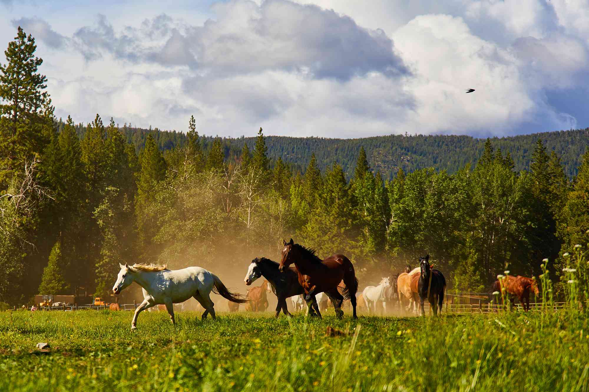 Puedes vivir una auténtica experiencia «Yellowstone» en este rancho de California con caballos, un salón y comidas inspiradas en el Oeste