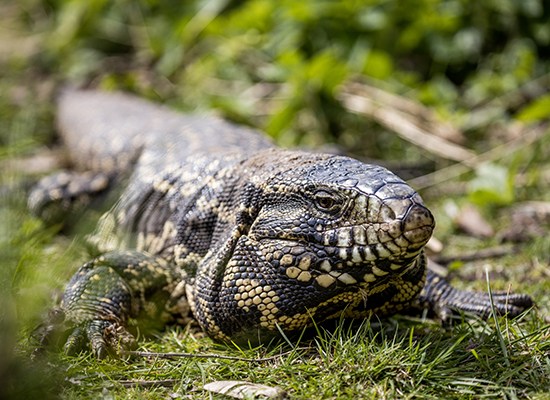 lagarto-overo-ecoparque-buenos-aires - Trabajé en el antiguo Zoo de Buenos Aires y éstos son algunos de los valores que aún se conservan y vale la pena visitar 