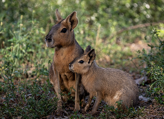 mara-ecoparque-buenos-aires - Trabajé en el antiguo Zoo de Buenos Aires y éstos son algunos de los valores que aún se conservan y vale la pena visitar 