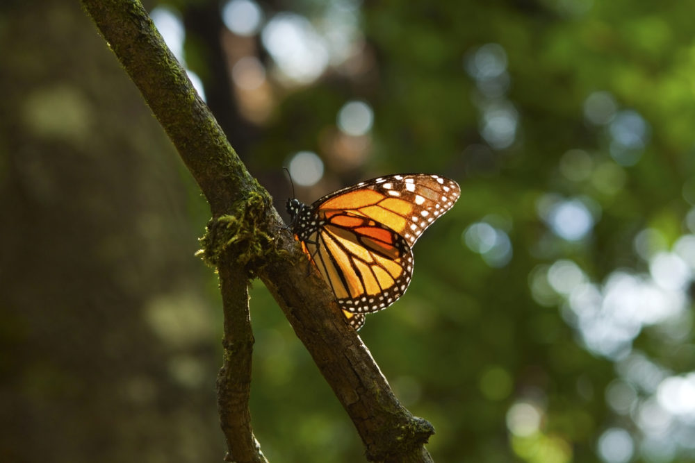 Cuándo y dónde ver mariposas monarca en México