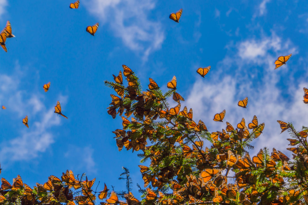 mariposas-monarca-en-mexico-edo-mexico-1000x667 - Cuándo y dónde ver mariposas monarca en México