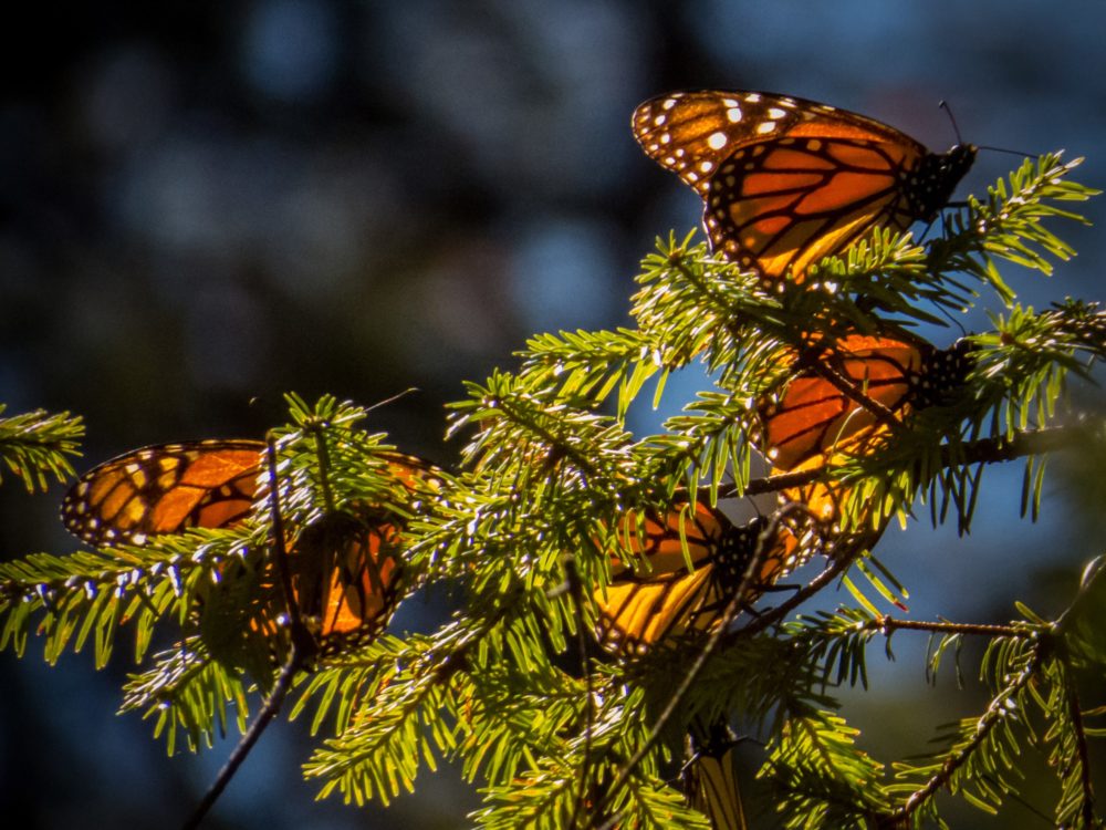 mariposas-monarca-en-mexico-michoacan-1000x750 - Cuándo y dónde ver mariposas monarca en México