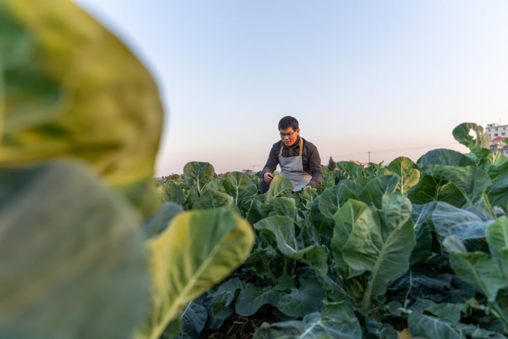 que-es-la-estrella-verde-michelin-cultivo-1000x667 - Estrella Verde Michelin: Qué significa y 3 restaurantes asequibles que la han obtenido