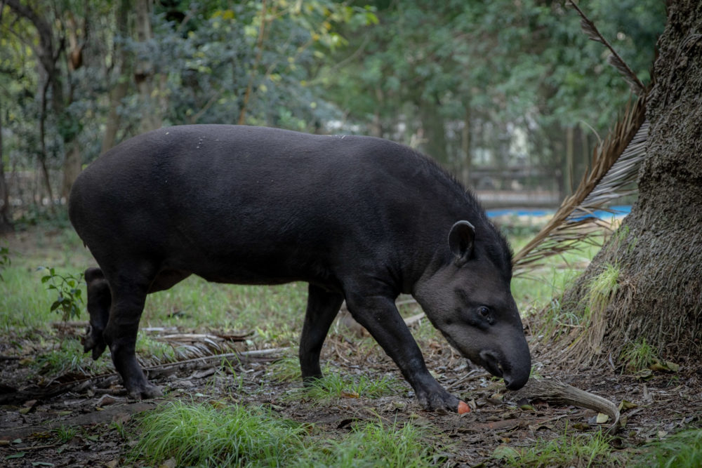 tapir-ecoparque-buenos-aires-1000x667 - Trabajé en el antiguo Zoo de Buenos Aires y éstos son algunos de los valores que aún se conservan y vale la pena visitar 
