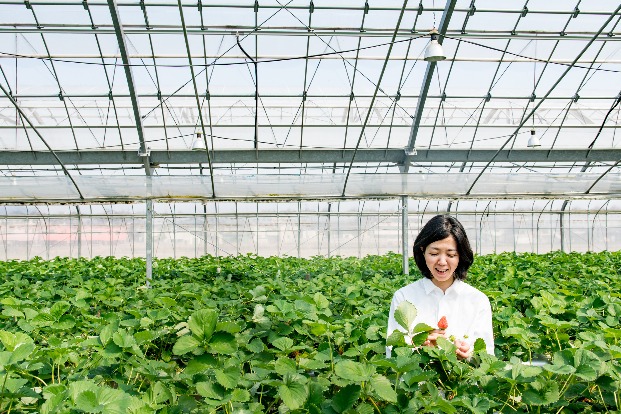 Todo sobre la temporada de fresas en Japón: cuándo, dónde y cómo disfrutarla