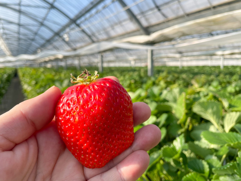 temporada-de-fresas-en-japon-dia-de-la-fresa-1000x750 - Todo sobre la temporada de fresas en Japón: cuándo, dónde y cómo disfrutarla