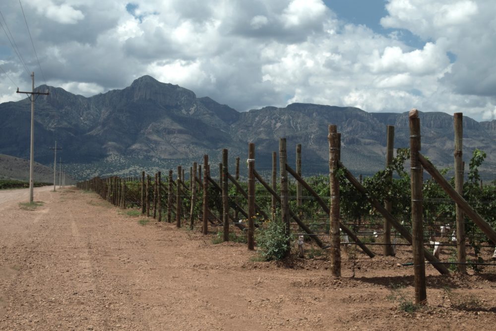 Chihuahua, tierra bendita para la producción de vino
