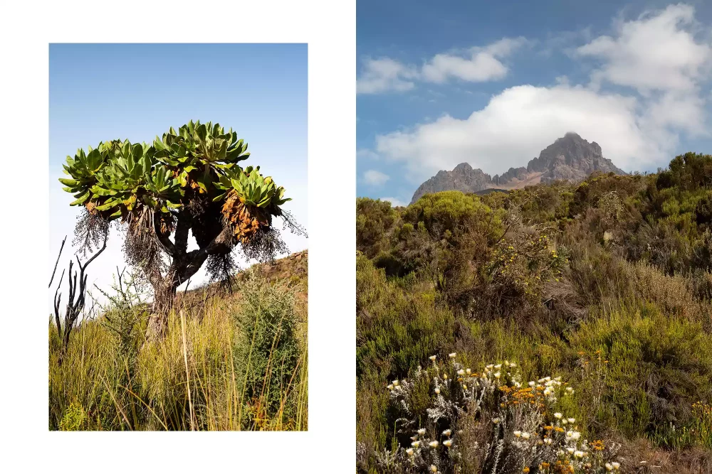 TAL-heath-moorland-mount-kilimanjaro-tanzania-05-KILIMANJARO1023-3f3cb1bc2c3c4a61953a3cfb65d4b227-1000x667 - Subí los 5 mil 800 metros del monte Kilimanjaro: así es como me sentí