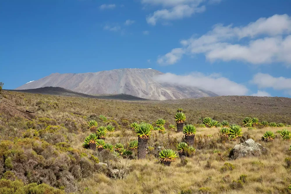 TAL-mount-kilimanjaro-tanzania-00-KILIMANJARO1023-88f4b410051743a890e9f95ba9b91f18-1000x667 - Subí los 5 mil 800 metros del monte Kilimanjaro: así es como me sentí