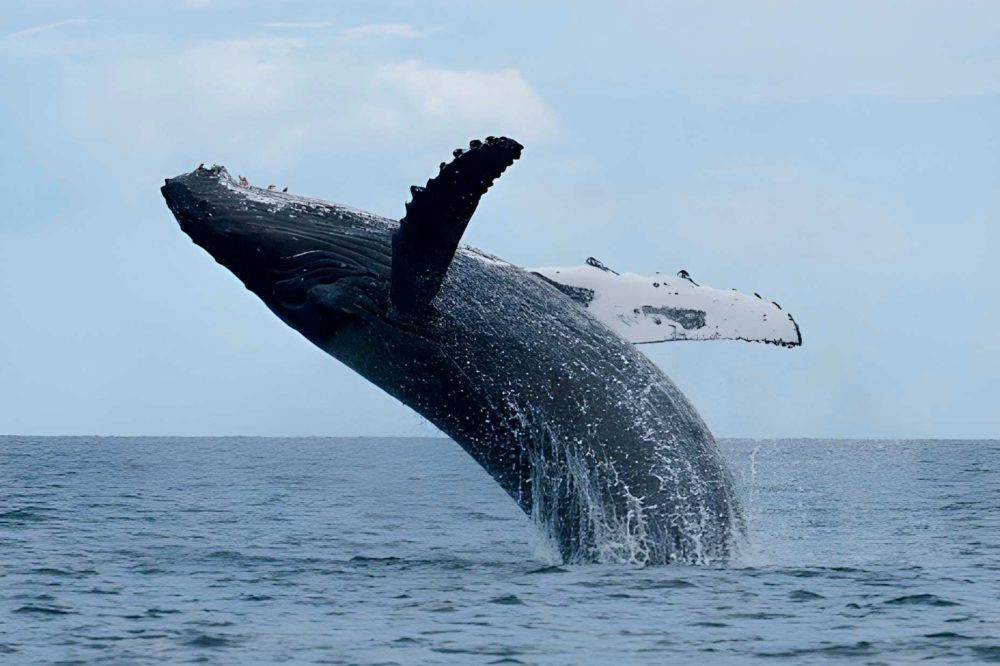 Ballena-franca-austral-Sudafrica-1000x666 - Sudáfrica a medida: la grandeza de lo indómito