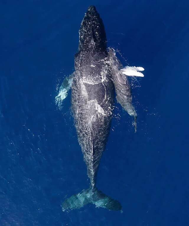 Ballenas-3-1 - ¿Dónde ver ballenas en México en 2025?
