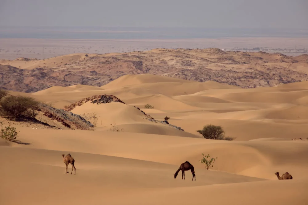 Camellos-en-Arabia-Saudita-1000x667 - Semana Santa 2025: destinos internacionales para viajes de lujo