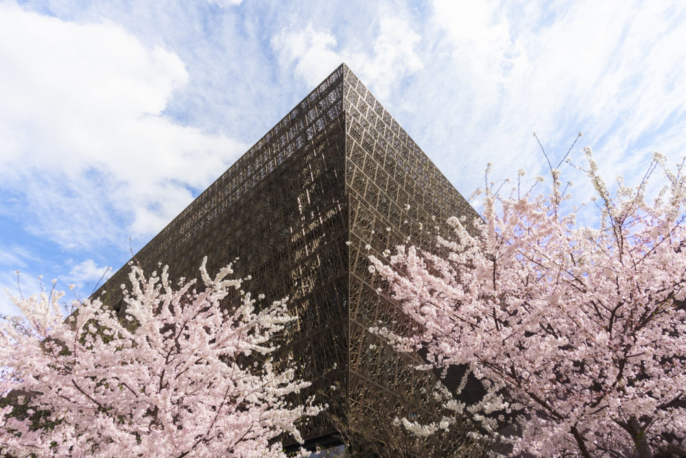 CherryBlossoms_NMAAHC_20220326_1-1000x668 - Celebra la llegada de la primavera con el Festival Nacional de Cerezos en Flor en Washington