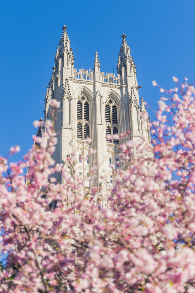 CherryBlossoms_NationalCathedral_20220325_2-668x1000 - Celebra la llegada de la primavera con el Festival Nacional de Cerezos en Flor en Washington