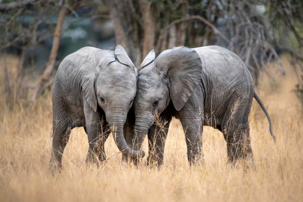 Elefantes-bebes-en-Singita-Sabi-Sand-Sudafrica-1000x667 - Sudáfrica a medida: la grandeza de lo indómito
