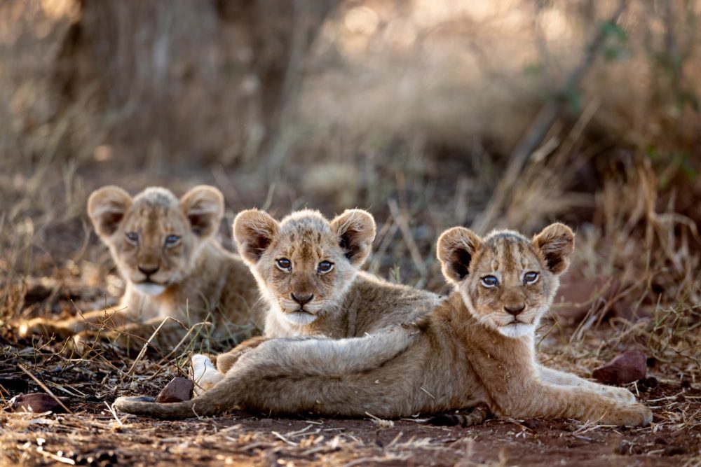 Guardianes-de-la-vida-salvaje-1000x667 - Sudáfrica a medida: la grandeza de lo indómito