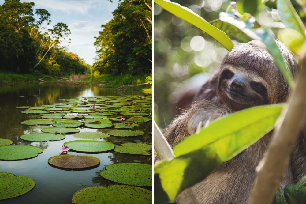 amazonas-flora-fauna-1000x666 - Así es navegar en un crucero por el Amazonas