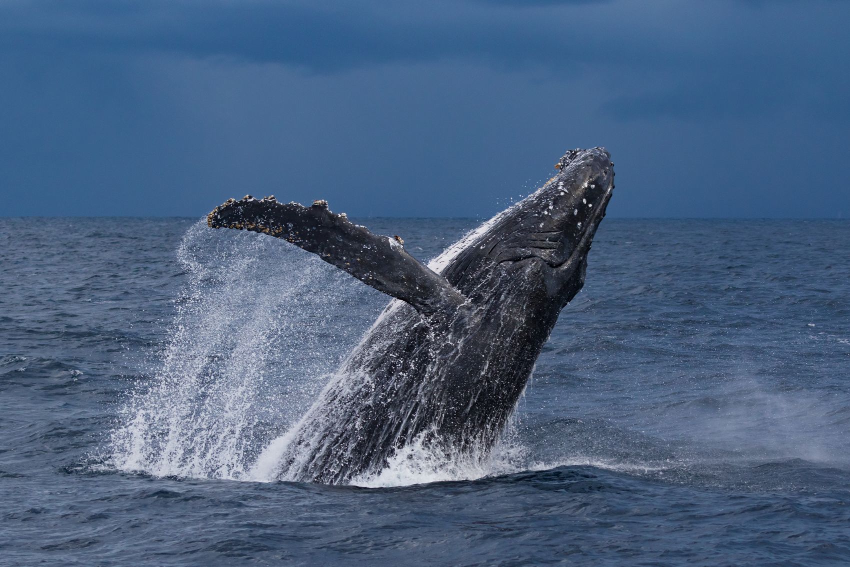 ¿Dónde ver ballenas en México en 2025? ¿Dónde ver ballenas en México en 2025?
