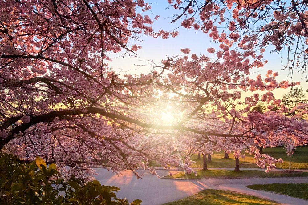 cerezos-1000x666 - ¿Cómo es Vancouver en primavera?