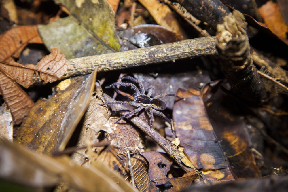 efrain-1000x667 - Así es navegar en un crucero por el Amazonas
