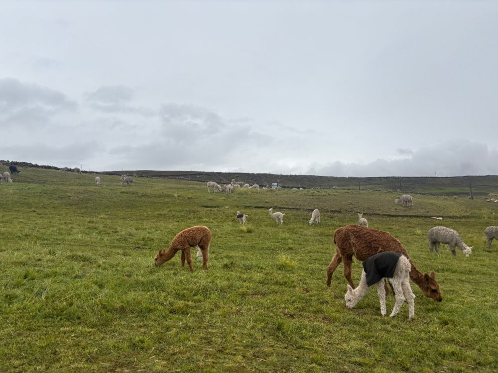 llama-2-1280-1000x750 - Esta laguna glaciar de ensueño en la cordillera del Ausangate te dejará sin palabras