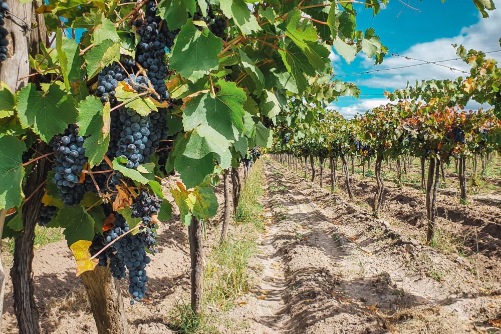 Hoteles de lujo en Mendoza para hacer la Ruta del Vino