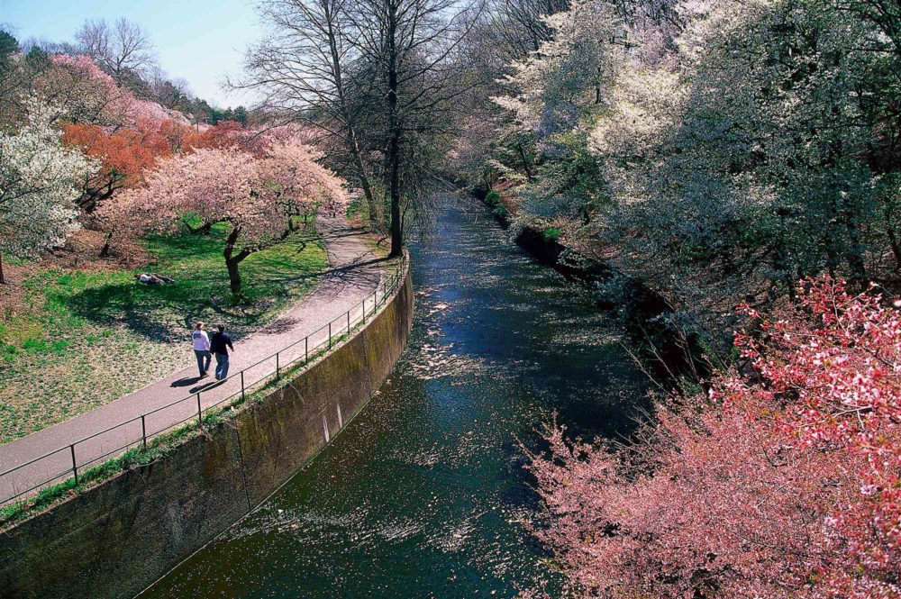 Este parque en Nueva Jersey tiene más cerezos en flor que Washington DC (y casi nadie lo sabe)