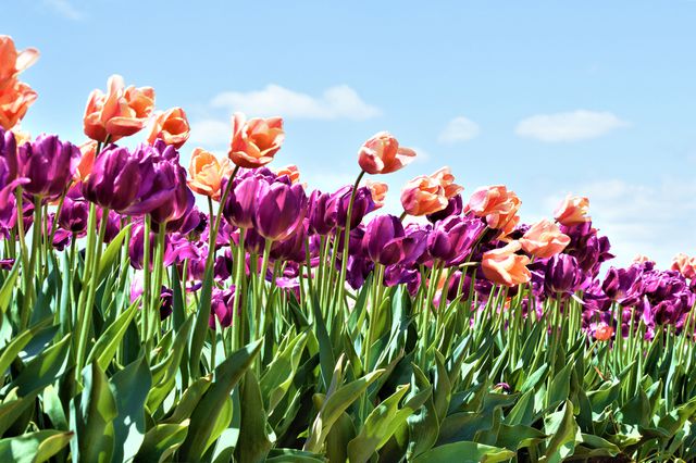 Un mar de tulipanes y un molino de viento en Nueva Jersey: la experiencia floral más vibrante de la primavera
