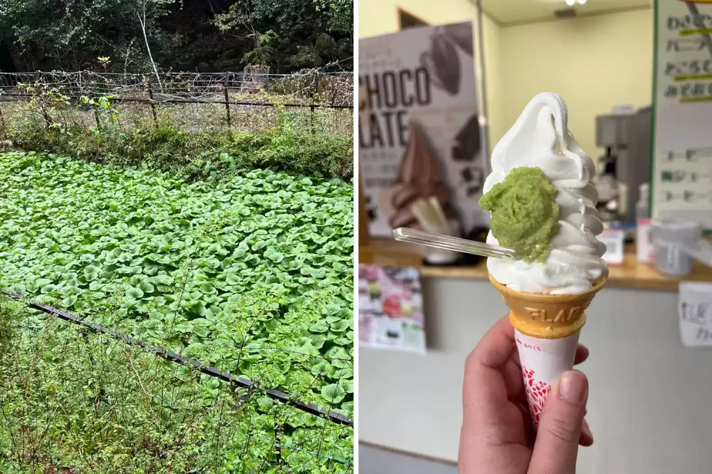 helado-con-wasabi-1000x665 - Esta península japonesa es considerada la cuna del wasabi. Y también tiene impresionantes cascadas