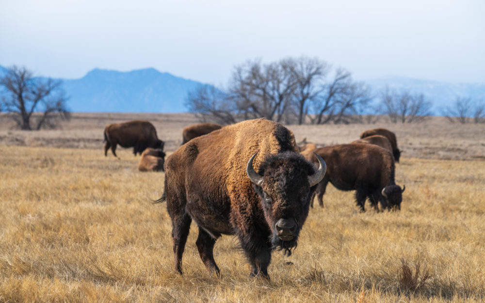 iStock-1827608894-1000x625 - Wyoming: el refugio en The Last Of Us donde la naturaleza y la resistencia humana se encuentran