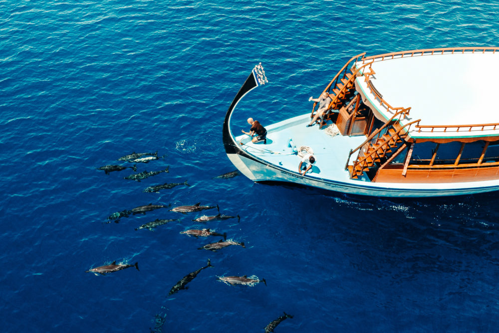 Dolphin2-1-1000x667 - Más de mil razones para descubrir Maldivas