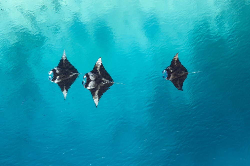 MMPRC-CP-OCT2019-28-1-1-1000x666 - Más de mil razones para descubrir Maldivas