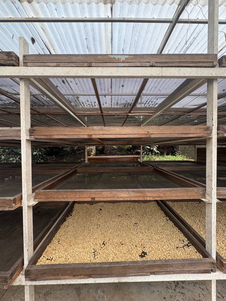 Secado1280-750x1000 - En esta región, a una hora y media de Machu Picchu, se produce uno de los mejores cafés de especialidad