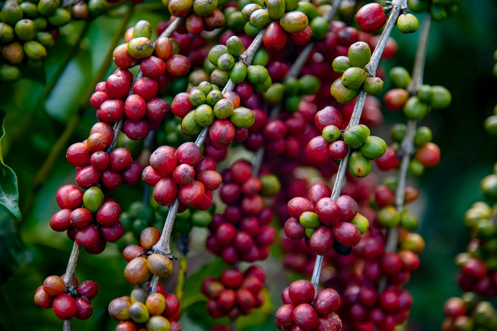 En esta región, a una hora y media de Machu Picchu, se produce uno de los mejores cafés de especialidad