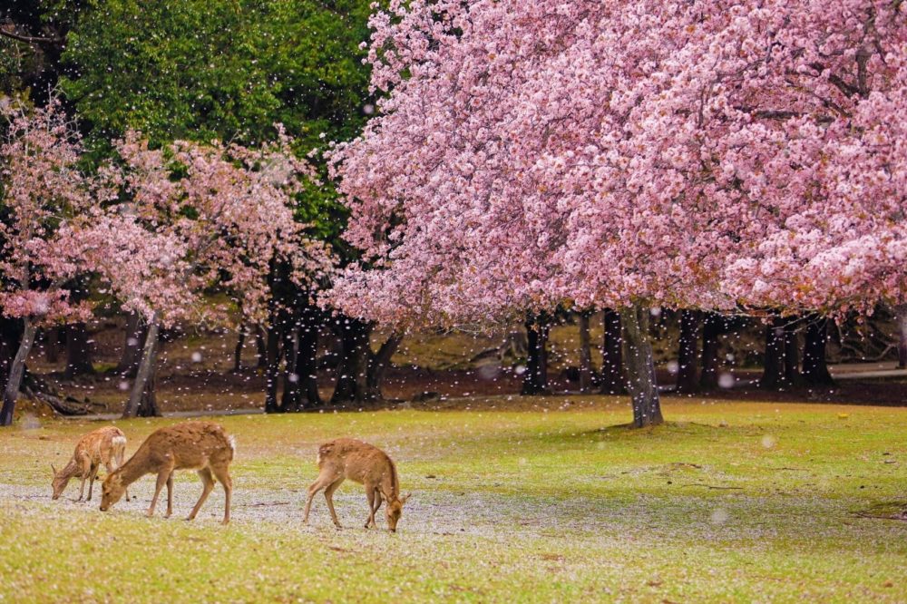 nara-japon-1000x666 - Esta ciudad tiene las joyas ocultas más sorprendentes de Japón (no es Tokio ni Kioto)