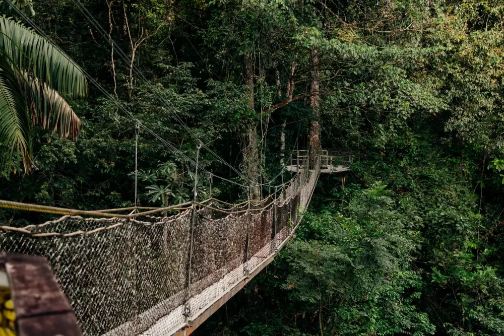 TAL-foot-bridge-rainforest-PHOTOPKGGUYANA0725-6254276f5a584b4081862db05f1a4bff-1000x667 - Este país sudamericano (poco visitado)es un paraíso natural y el sueño de todo fotógrafo