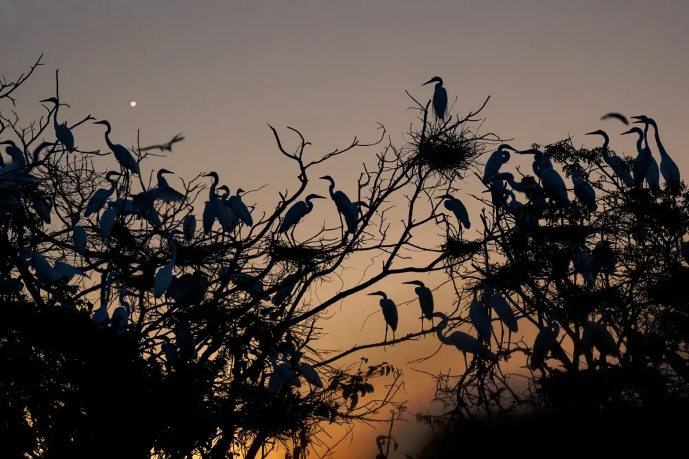 TAL-group-birds-trees-sunset-PHOTOPKGGUYANA0725-0e8c05d6a4fd4005bedda004d7313329-1000x667 - Este país sudamericano (poco visitado)es un paraíso natural y el sueño de todo fotógrafo