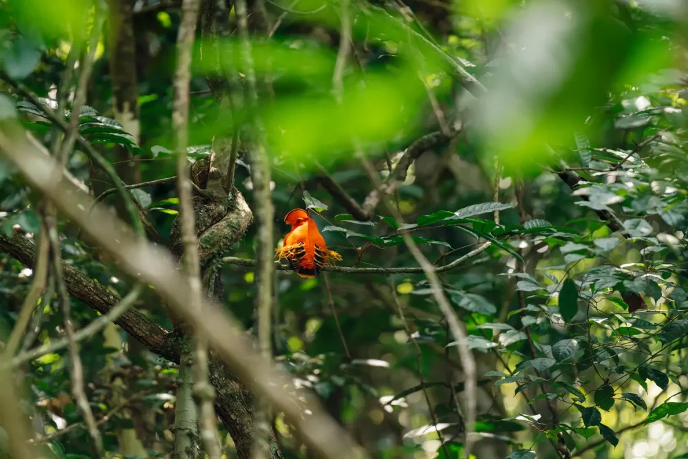 TAL-organge-bird-tropical-forest-PHOTOPKGGUYANA0725-e7c831c5cafe492e9b87eee6e70f1db5-1000x667 - Este país sudamericano (poco visitado)es un paraíso natural y el sueño de todo fotógrafo