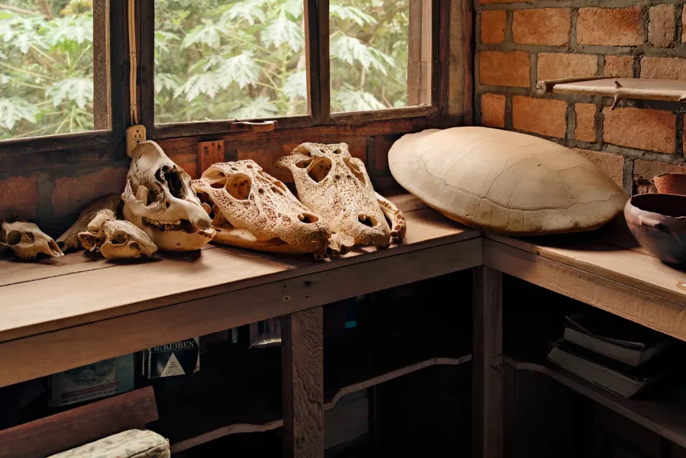 TAL-wooden-bench-animal-skulls-PHOTOPKGGUYANA0725-87258845f0b245f49ca4f3a540fce9bf-1000x667 - Este país sudamericano (poco visitado)es un paraíso natural y el sueño de todo fotógrafo