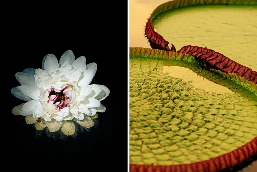flor-blanca-guyana-1000x667 - Este país sudamericano (poco visitado)es un paraíso natural y el sueño de todo fotógrafo