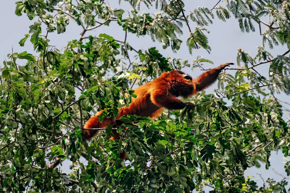 mono-en-un-arbol-1000x667 - Este país sudamericano (poco visitado)es un paraíso natural y el sueño de todo fotógrafo