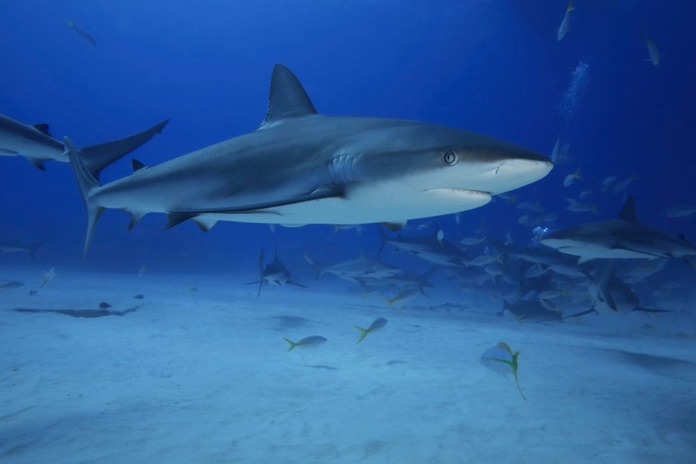 ver-tiburones-1000x666 - ¿Cuál es el lugar más popular para ver tiburones?