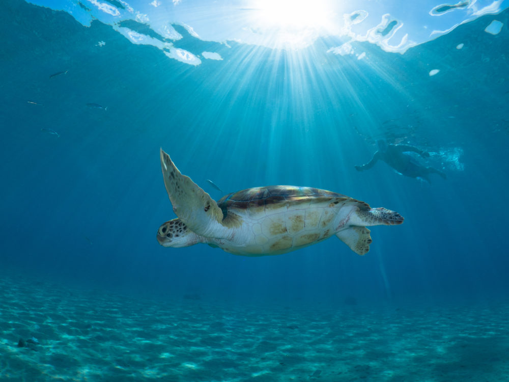 19_CTB-Playa-Grandi-108-1000x750 - Curazao, un paraíso flotante