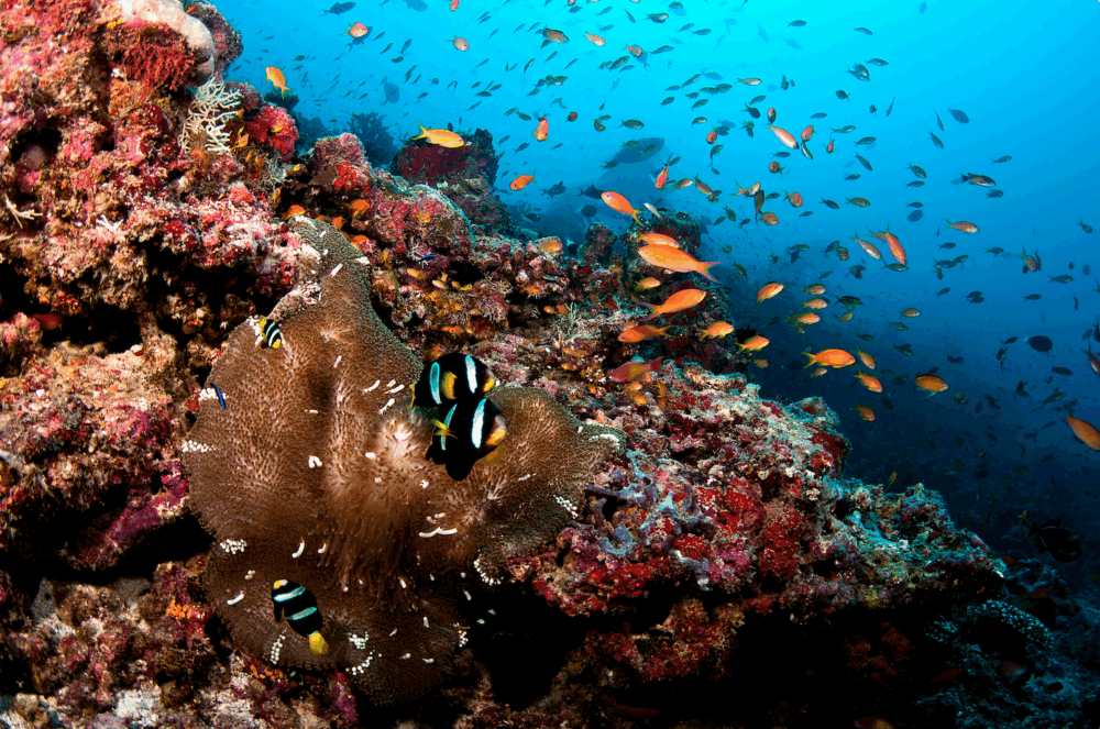 Blackpearl-1000x663 - Las Maldivas, lujo naturaleza y cultura en su forma más pura